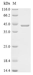 Recombinant Human Serine/threonine-protein phosphatase 2A catalytic subunit alpha isoform (PPP2CA)