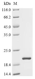 Recombinant Rat Forkhead box protein D3 (Foxd3)
