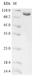 Recombinant Klebsiella pneumoniae subsp. pneumoniae Penicillin-binding protein 1B, partial