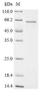 Recombinant Rat Complement component receptor 1-like protein (Cr1l), partial