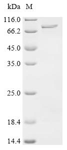 Recombinant Mouse Glutamate--cysteine ligase catalytic subunit (Gclc)