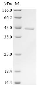 Recombinant Bovine Alpha-actinin-4 (ACTN4), partial
