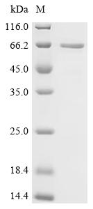 Recombinant Human Phosphoprotein associated with glycosphingolipid-enriched microdomains 1(PAG1), partial