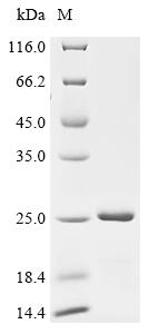 Recombinant Human Alpha-synuclein (SNCA)