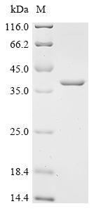 Recombinant Escherichia coli N-acetylmuramoyl-L-alanine amidase AmiD (amiD)