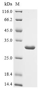 Recombinant Escherichia coli Intermembrane phospholipid transport system binding protein MlaC (mlaC)