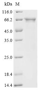 Recombinant Human NACHT, LRR and PYD domains-containing protein 3 (NLRP3), partial
