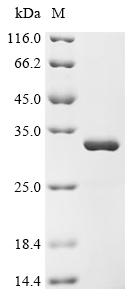 Recombinant Human N-terminal Xaa-Pro-Lys N-methyltransferase 2 (NTMT2)