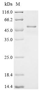 Recombinant Human Cyclin-Y-like protein 1 (CCNYL1)