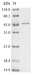 Recombinant Human ATPase family AAA domain-containing protein 3C (ATAD3C)