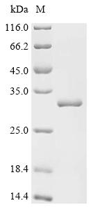 Recombinant Enterobacteria phage T4 NAD--protein ADP-ribosyltransferase modA (modA)