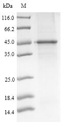 Recombinant Mouse Pyruvate dehydrogenase E1 component subunit alpha, somatic form, mitochondrial (Pdha1)