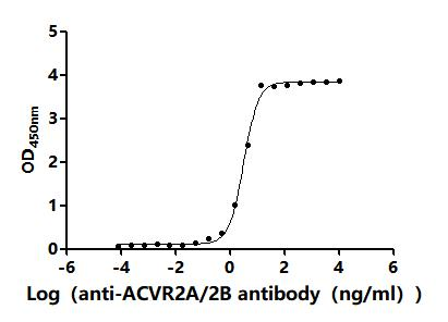 Recombinant Human Activin receptor type-2B (ACVR2B), partial (Active)