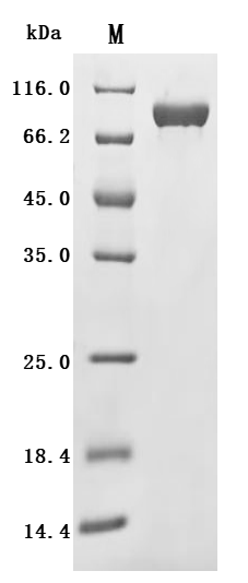 Recombinant Human Cadherin-5 (CDH5), partial