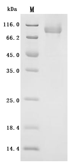 Recombinant Human Cadherin-20 (CDH20), partial
