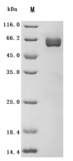 Recombinant Human Atrial natriuretic peptide receptor 3 (NPR3), partial