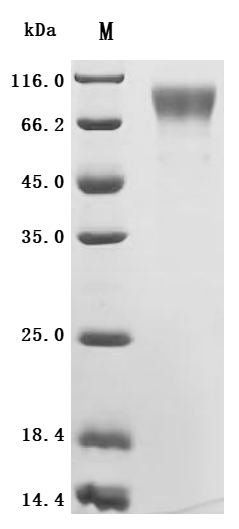 Recombinant Human Atrial natriuretic peptide receptor 2 (NPR2), partial