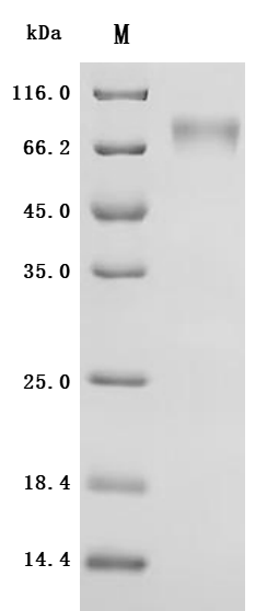 Recombinant Human Atrial natriuretic peptide receptor 1 (NPR1), partial
