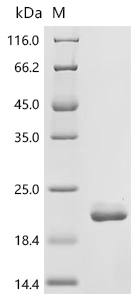 Recombinant Mouse Alpha-hemoglobin-stabilizing protein (Ahsp)
