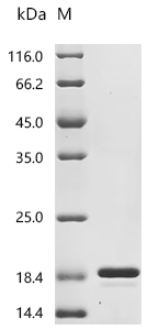 Recombinant Bovine Fibroblast growth factor 2 (FGF2)