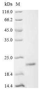 Recombinant Human Cysteine-rich hydrophobic domain 2 protein (CHIC2)