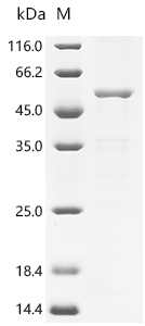 Recombinant Newcastle disease virus Fusion glycoprotein F0 (F), partial