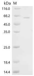 Recombinant Mouse Neurogenic differentiation factor 1 (Neurod1) (M114A)