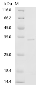 Recombinant Pig Tenascin (TNC), partial