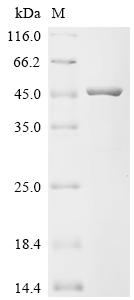 Recombinant Escherichia coli DNA gyrase subunit B (gyrB), partial