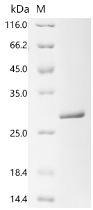 Recombinant Tobacco mosaic virus Capsid protein (CP)