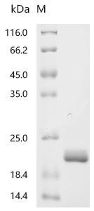 Recombinant Mycobacterium bovis ESAT-6-like protein esxB (esxB)