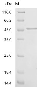 Recombinant Saccharomyces cerevisiae General control protein GCN4 (GCN4)