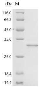 Recombinant Human SAP30-binding protein (SAP30BP), partial