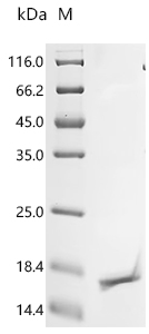 Recombinant Bovine Insulin-like growth factor I (IGF1)