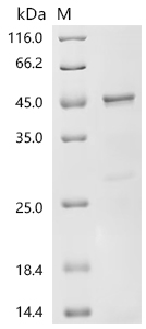 Recombinant Human Heme-binding protein 1 (HEBP1)