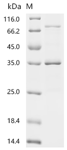 Recombinant Saponaria officinalis Ribosome-inactivating protein saporin-9 (SAP9) (L8A)