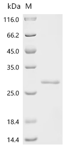 Recombinant Mycobacterium tuberculosis variant africanum PE family protein PE13