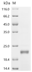 Recombinant Rat norvegicus Inhibin beta C chain (Inhbc), partial