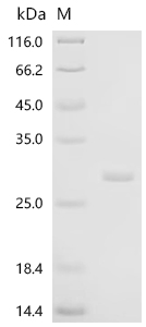 Recombinant Human Probable global transcription activator SNF2L2 (SMARCA2), partial