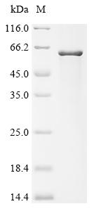 Recombinant Verticillium dahliae Pigment biosynthesis protein Ayg1