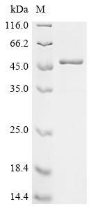 Recombinant Human Tripartite motif-containing protein 51 (TRIM51)