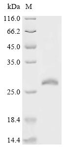 Recombinant Human Ras-related protein Rab-15 (RAB15)