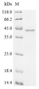 Recombinant Human Serine/threonine-protein phosphatase 2A catalytic subunit alpha isoform (PPP2CA)