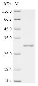 Recombinant Human Protein IWS1 homolog (IWS1), partial