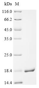 Recombinant Rat Sodium-dependent dopamine transporter (Slc6a3), partial