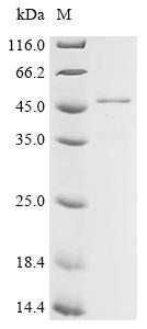 Recombinant Arabidopsis thaliana Chlorophyllase-1 (CLH1)