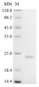 Recombinant Sheep Inter-alpha-trypsin inhibitor