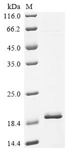 Recombinant Human Protein FAM171A2 (FAM171A2), partial