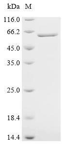 Recombinant Mouse Tubulin beta-5 chain (Tubb5)