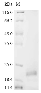 Recombinant Mouse Alpha-defensin 3 (Defa3)